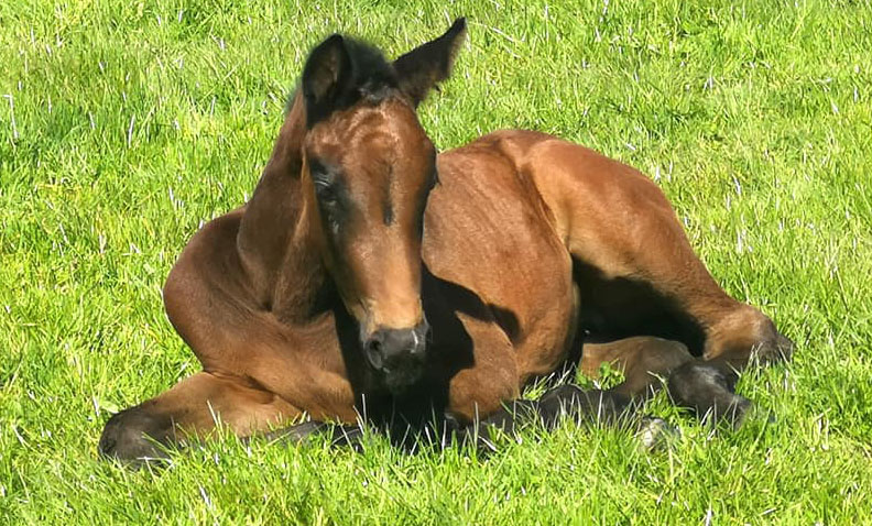 Dutch Warmbloods